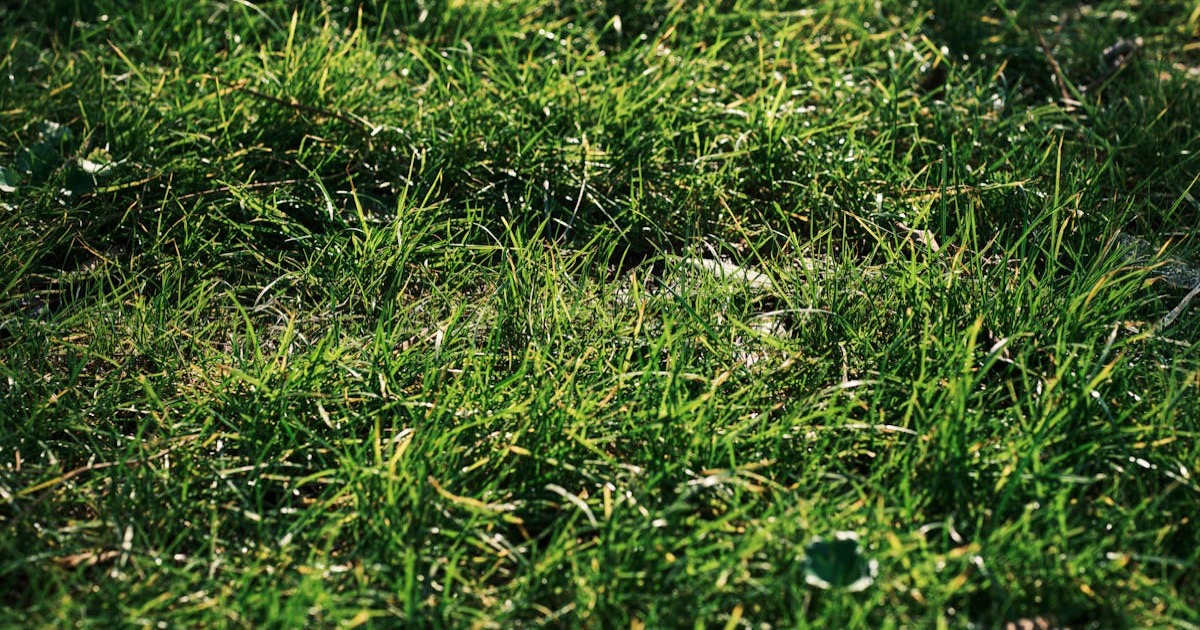 Close-up of a lush green grass field under bright daylight, perfect for nature themes.